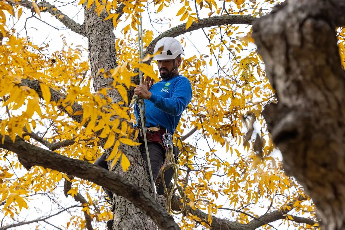 Skilled Tree Planing crew working in Port Costa
